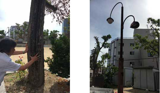 写真左）震災時の火災で焼けた樹木　　写真右）熱で変形した街灯